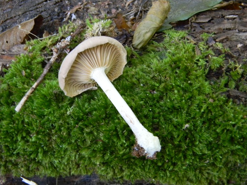 1)Fotogr.il 15.09.2018.bosco misto di latifoglia