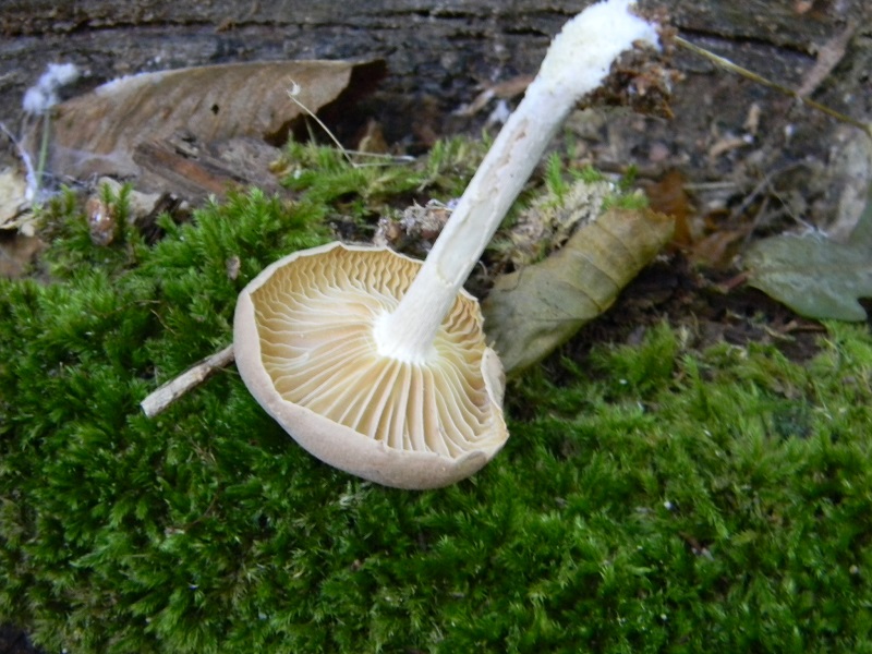 1)Fotogr.il 15.09.2018.bosco misto di latifoglia