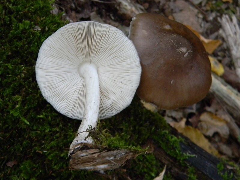 8)Fotogr.il 15.09.2018.bosco misto di latifoglia