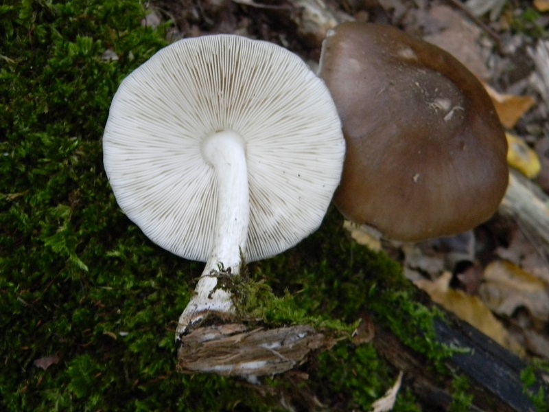 8)Fotogr.il 15.09.2018.bosco misto di latifoglia