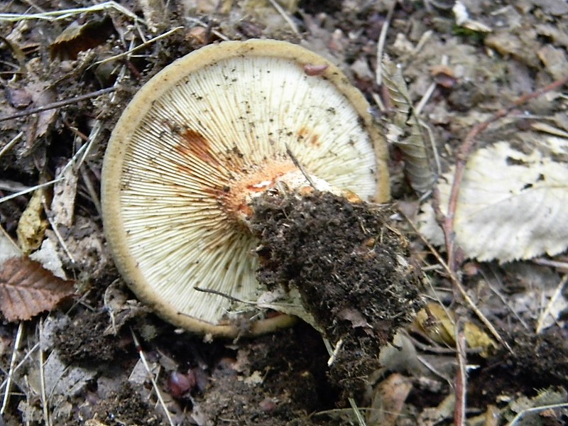 9)Fotogr.il 15.09.2018.bosco misto di latifoglia