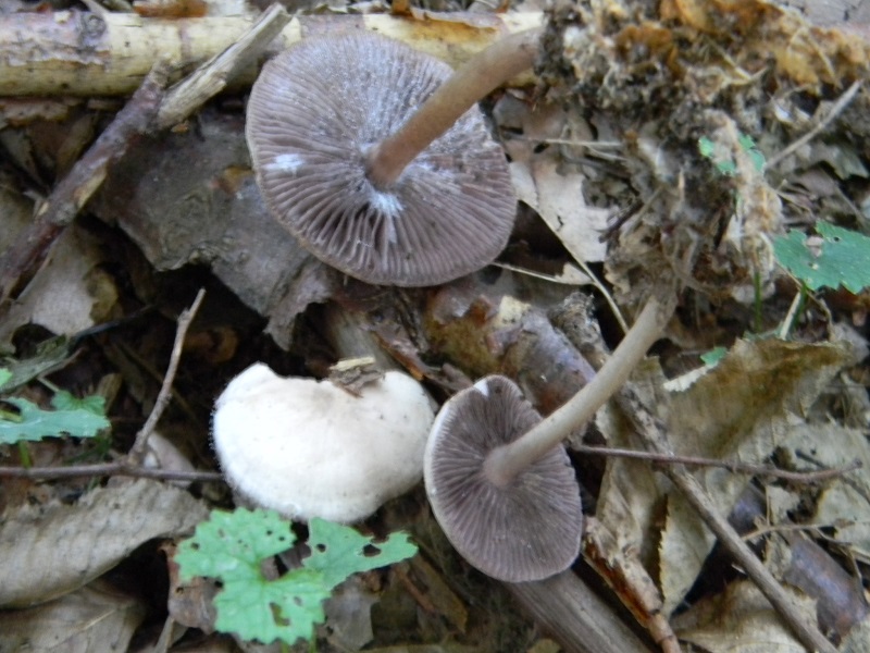 10) Fotogr.il 15.09.2018.bosco misto di latifoglia