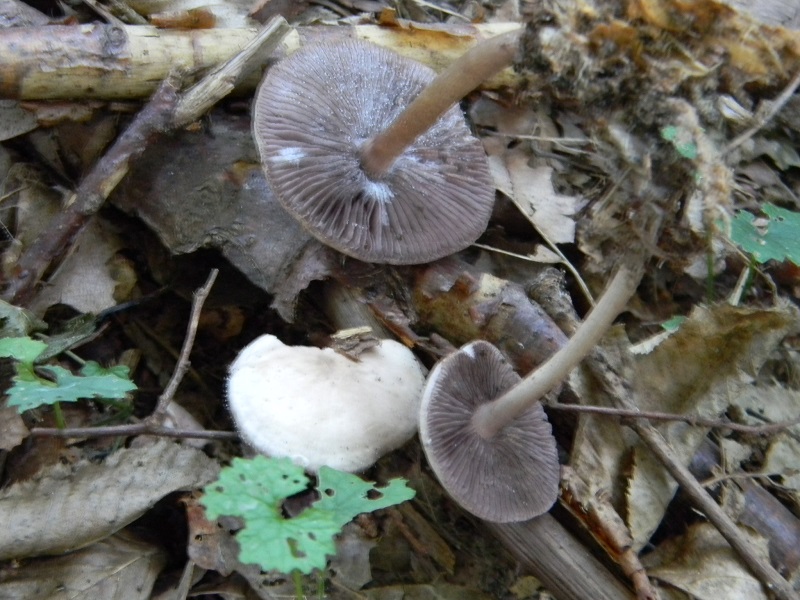 10) Fotogr.il 15.09.2018.bosco misto di latifoglia