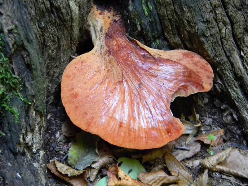 11)Fotogr.il 15.09.2018.bosco misto di latifoglia