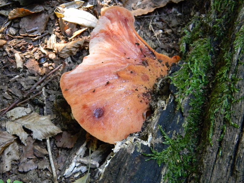 11)Fotogr.il 15.09.2018.bosco misto di latifoglia