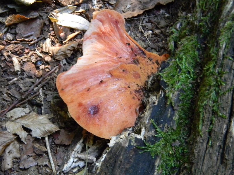 11)Fotogr.il 15.09.2018.bosco misto di latifoglia