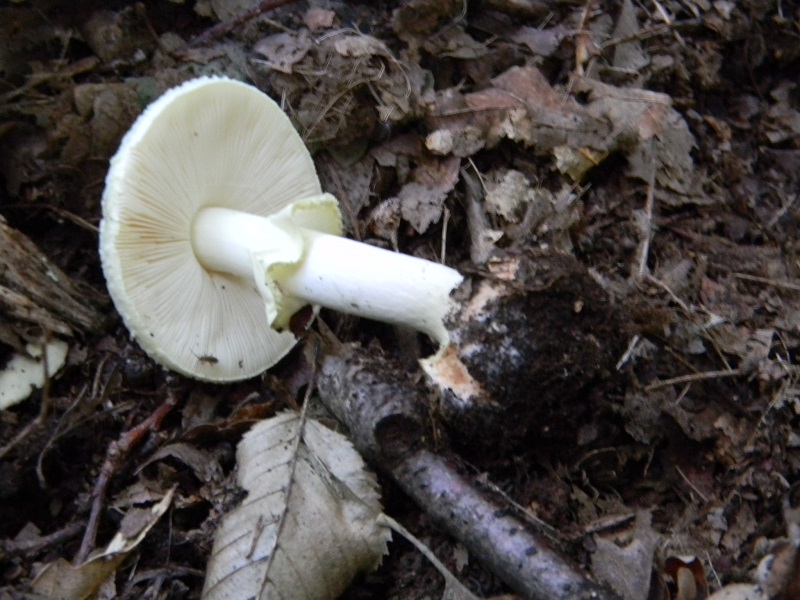 12)Fotogr.il 15.09.2018.bosco misto di latifoglia