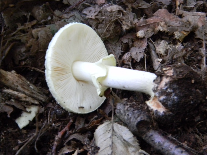 12)Fotogr.il 15.09.2018.bosco misto di latifoglia