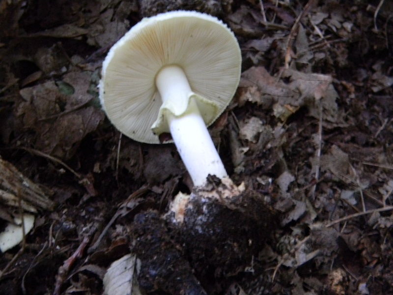 12)Fotogr.il 15.09.2018.bosco misto di latifoglia