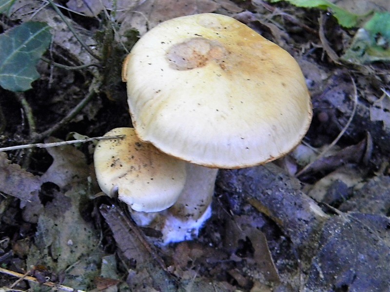 14)Fotogr.il 15.09.2018.bosco misto di latifoglia