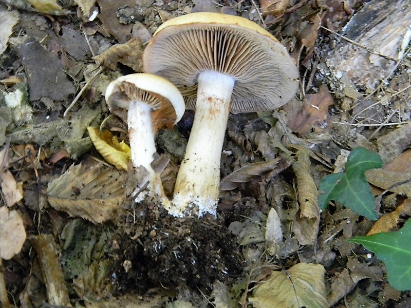 14)Fotogr.il 15.09.2018.bosco misto di latifoglia