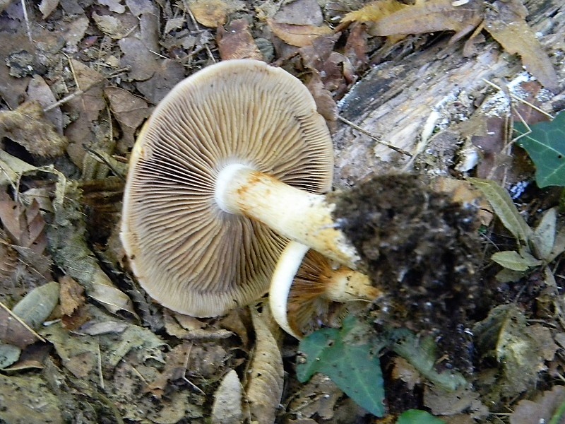 14)Fotogr.il 15.09.2018.bosco misto di latifoglia