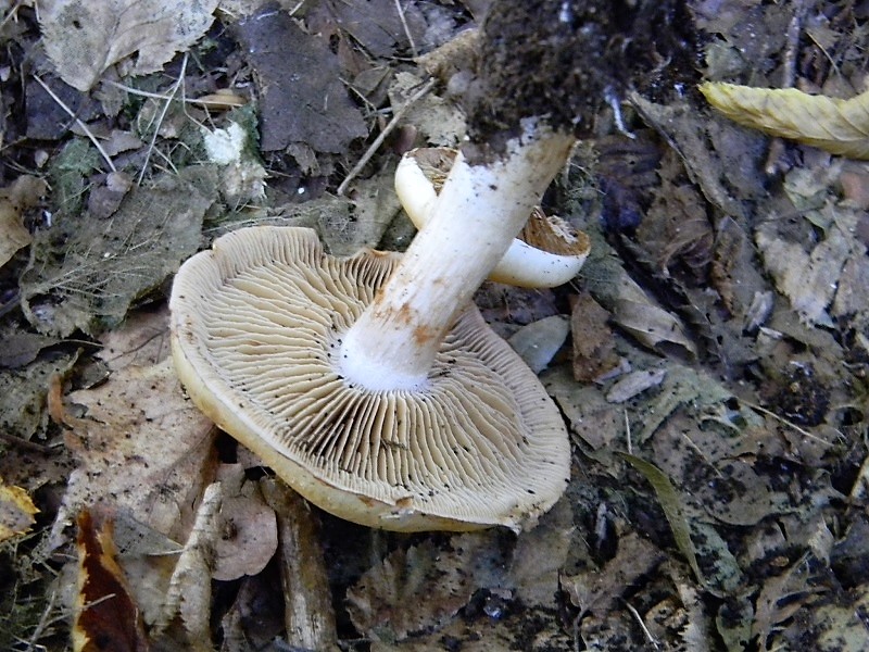 14)Fotogr.il 15.09.2018.bosco misto di latifoglia