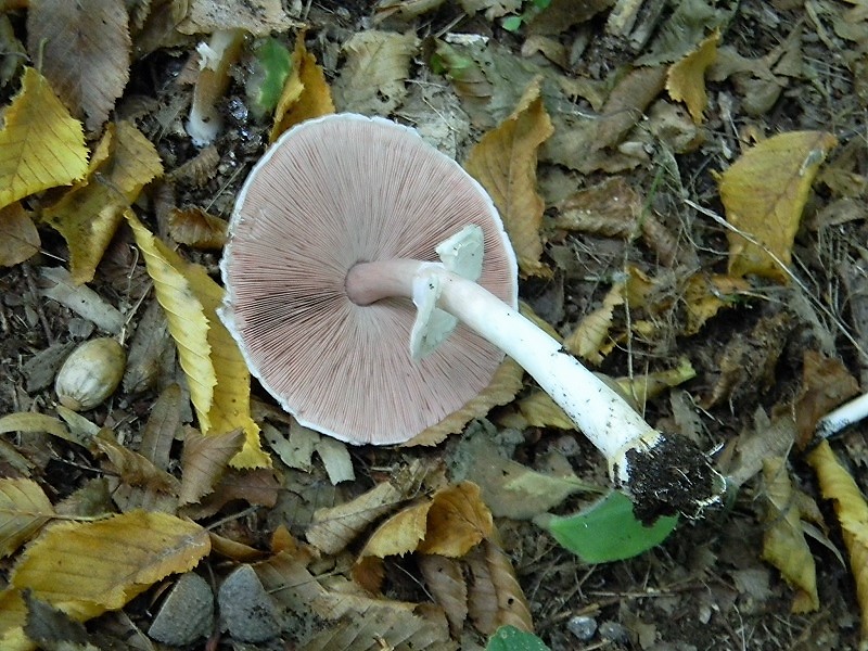 15)Fotogr.il 15.09.2018.bosco misto di latifoglia