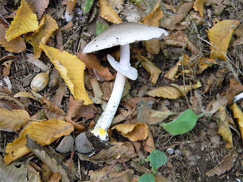 15)Fotogr.il 15.09.2018.bosco misto di latifoglia