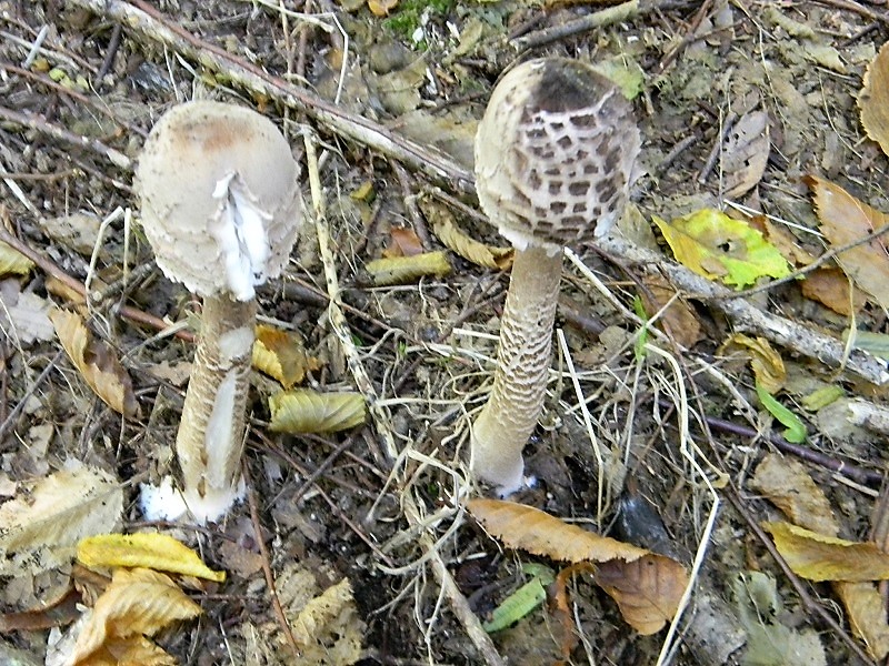 16)Fotogr.il 15.09.2018 bosco misto di latifoglia