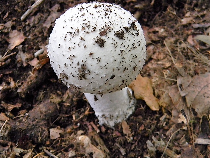 17)Fotogr.il 15.09.2018.bosco misto di latifoglia