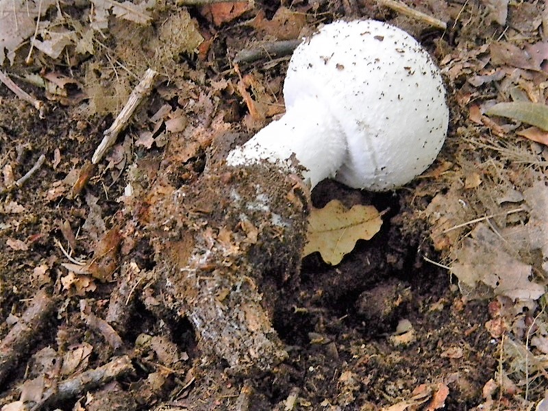 17)Fotogr.il 15.09.2018.bosco misto di latifoglia