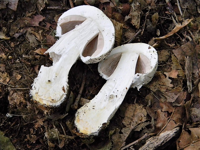 17)Fotogr.il 15.09.2018.bosco misto di latifoglia