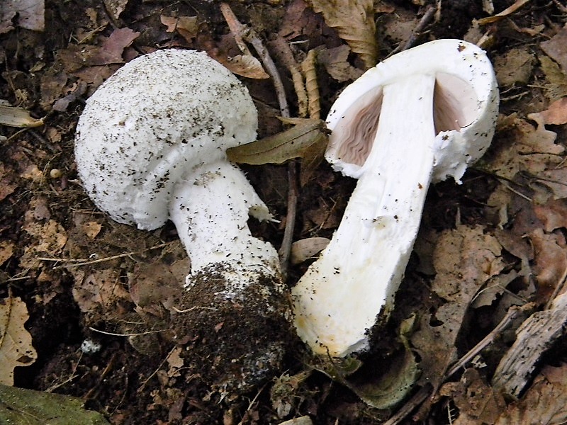 17)Fotogr.il 15.09.2018.bosco misto di latifoglia