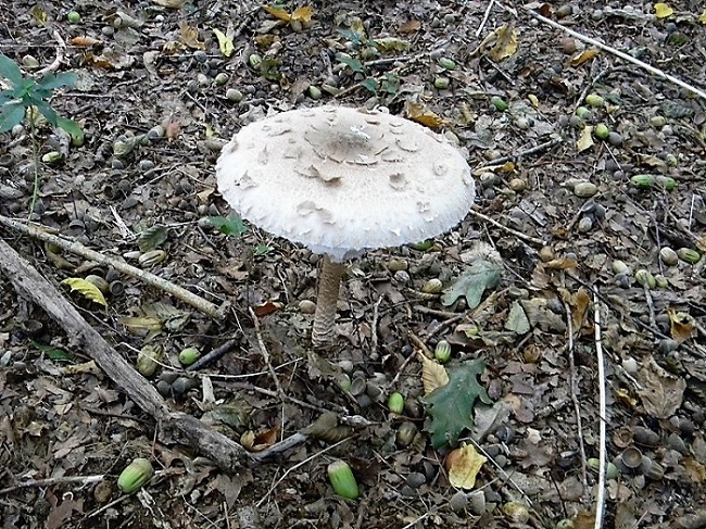 18)Fotogr.il 15.09.2018.bosco misto di latifoglia