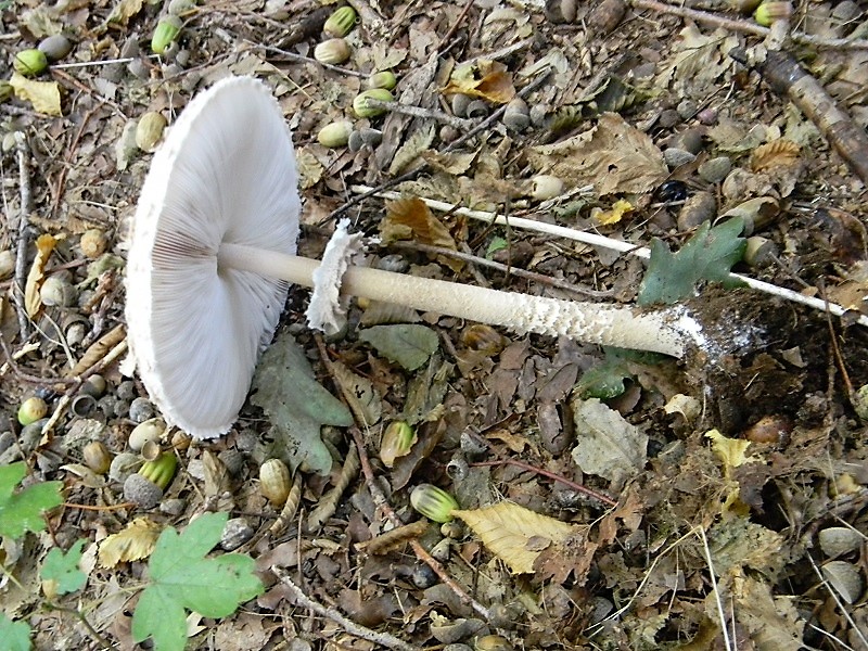 18)Fotogr.il 15.09.2018.bosco misto di latifoglia