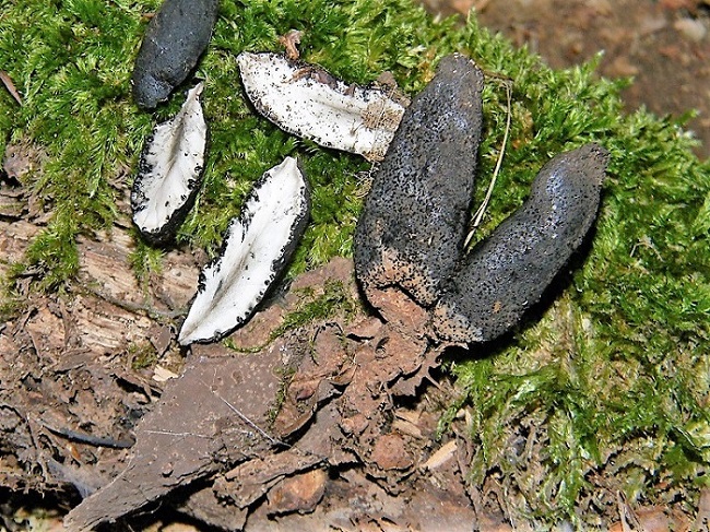 19)Fotogr.il 15.09.2018.bosco misto di latifoglia