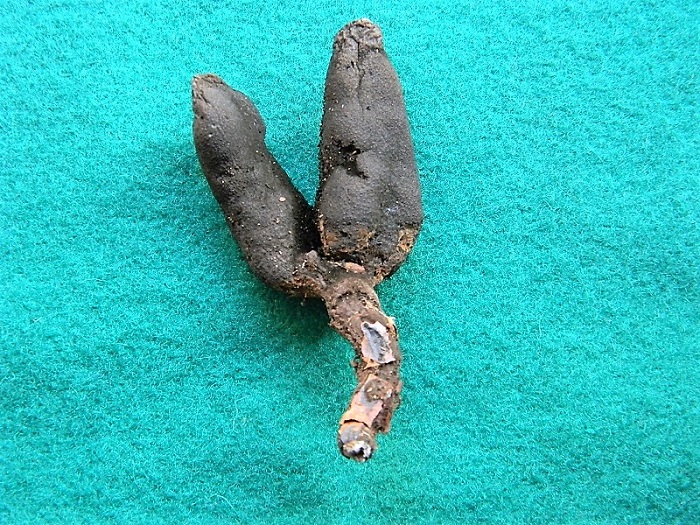 19)Fotogr.il 15.09.2018.bosco misto di latifoglia