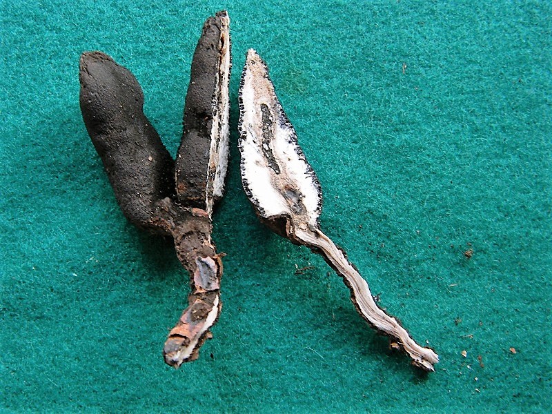 19)Fotogr.il 15.09.2018.bosco misto di latifoglia