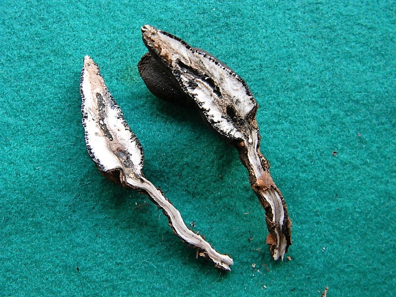 19)Fotogr.il 15.09.2018.bosco misto di latifoglia