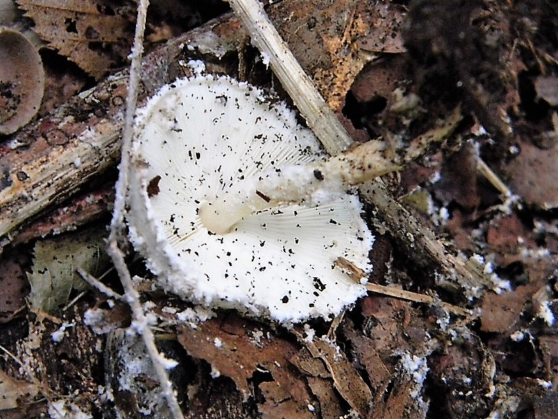 13)Fotogr.il 15.09.2018.bosco misto di latifoglia