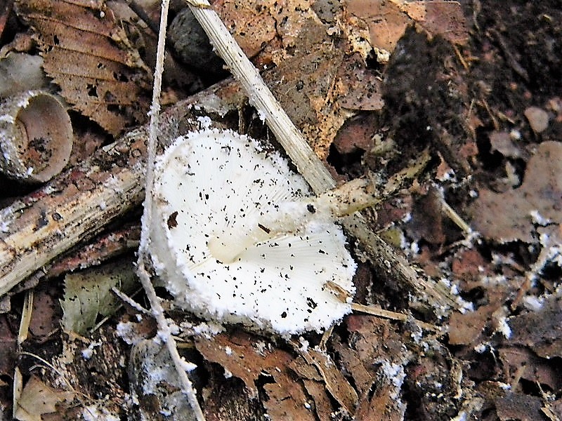 13)Fotogr.il 15.09.2018.bosco misto di latifoglia