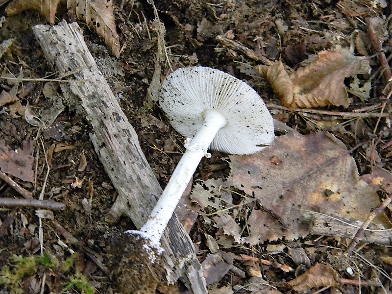 20)Fotogr.il 15.09.2018.bosco misto di latifoglia