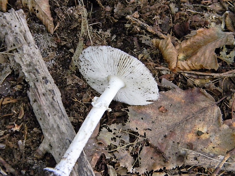 20)Fotogr.il 15.09.2018.bosco misto di latifoglia