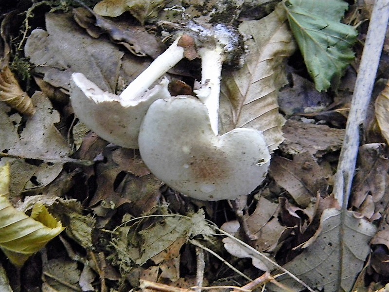 21)Fotogr.il 15.09.2018.bosco misto di latifoglia