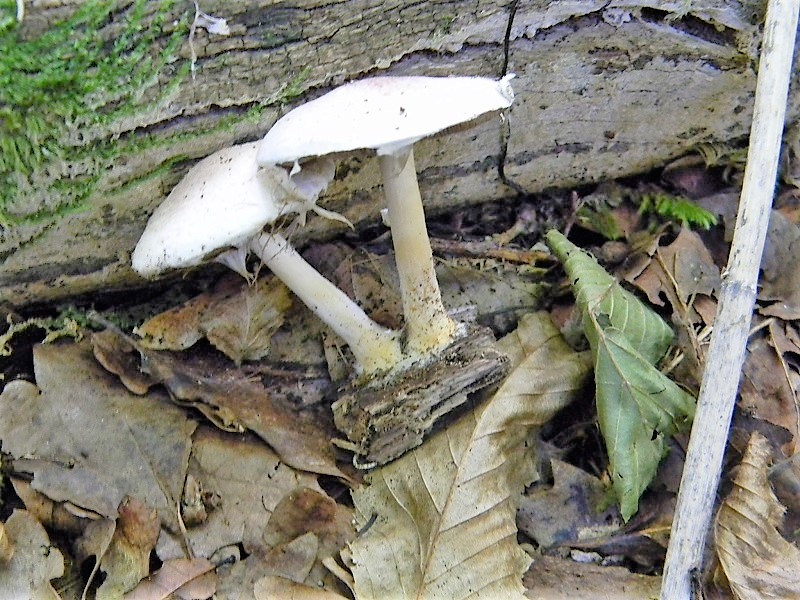 21)Fotogr.il 15.09.2018.bosco misto di latifoglia