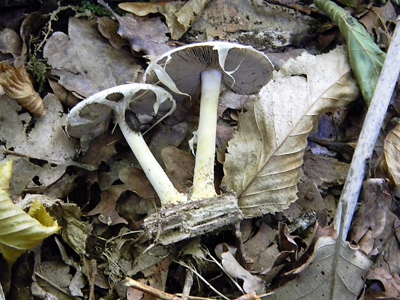 21)Fotogr.il 15.09.2018.bosco misto di latifoglia