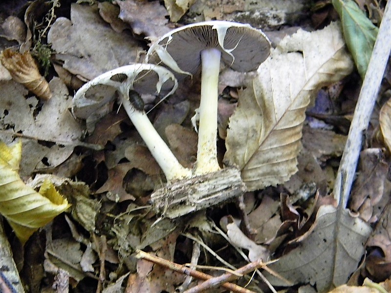 21)Fotogr.il 15.09.2018.bosco misto di latifoglia