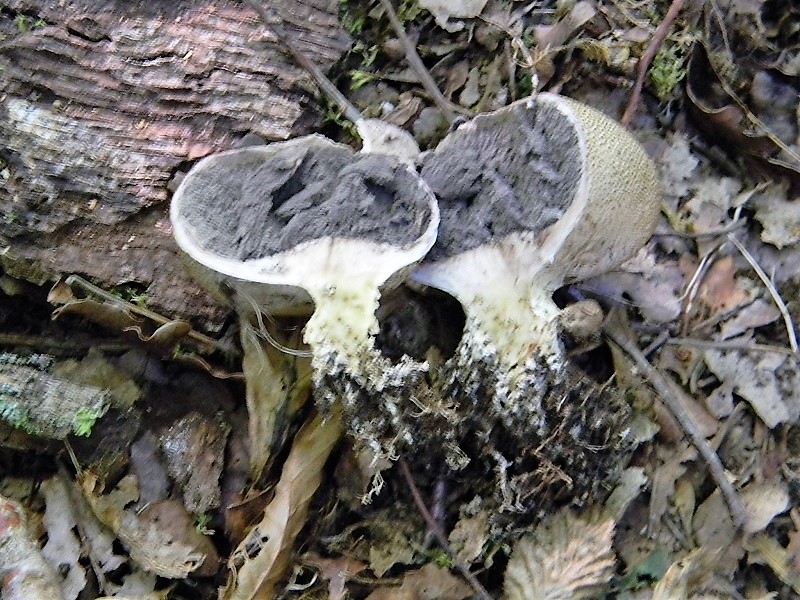 22)Fotogr.il 15.09.2018.bosco misto di latifiglia