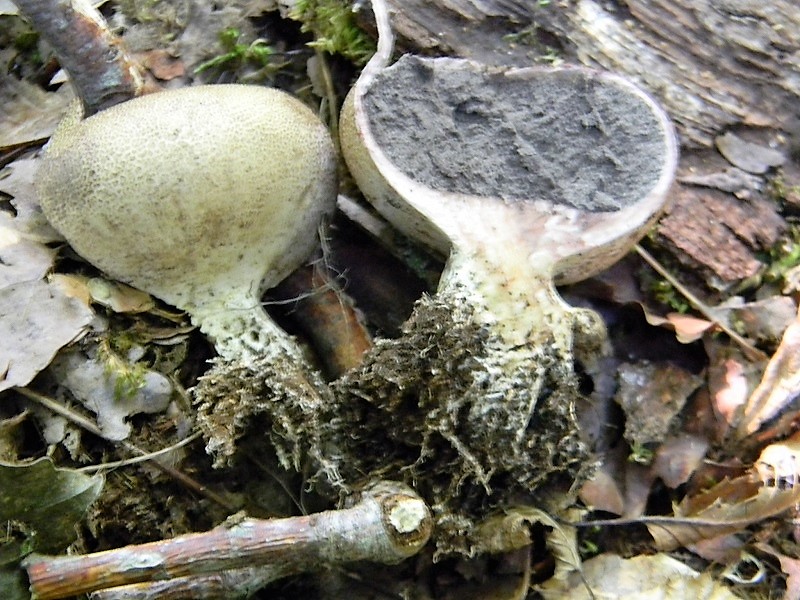 22)Fotogr.il 15.09.2018.bosco misto di latifiglia