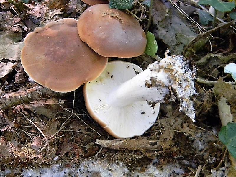 23)Fotogr.il 15.09.2018.bosco misto di latifoglia