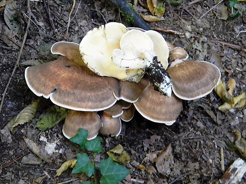 24)Fotogr.il 15.09.2018.bosco misto di latifoglia