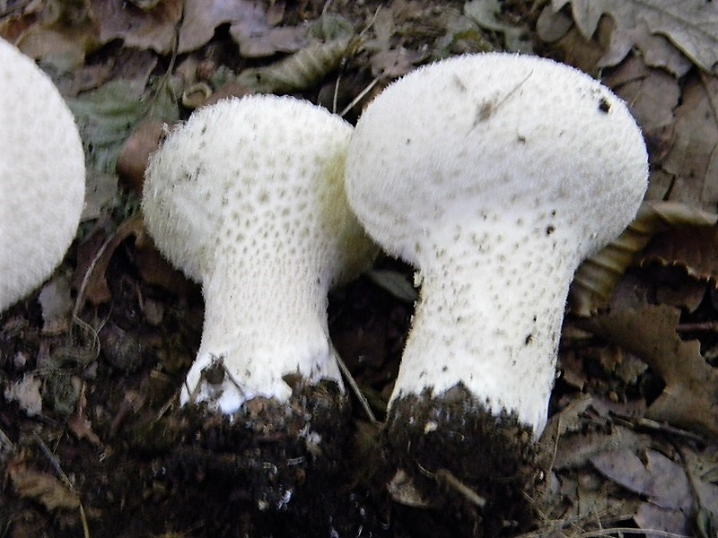 25)Fotogr.il 15.09.2018.bosco misto di latifoglia