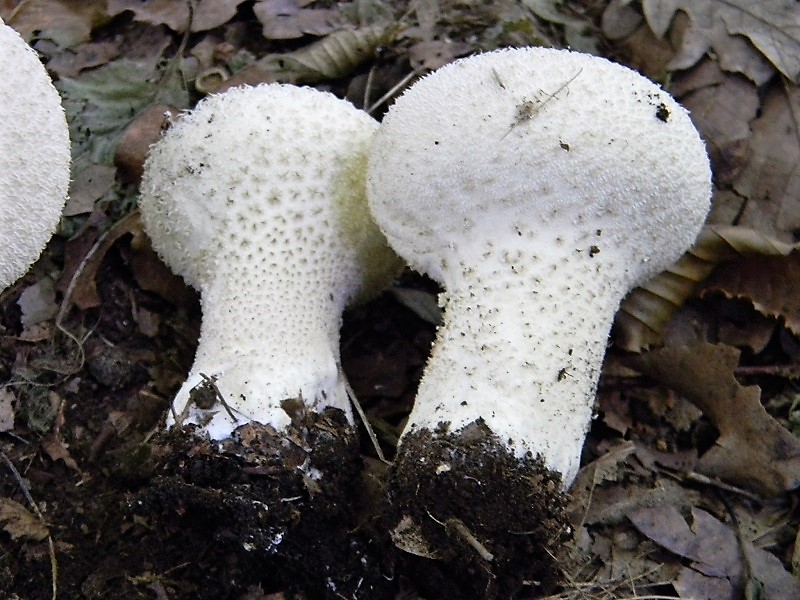 25)Fotogr.il 15.09.2018.bosco misto di latifoglia