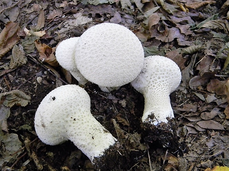 25)Fotogr.il 15.09.2018.bosco misto di latifoglia