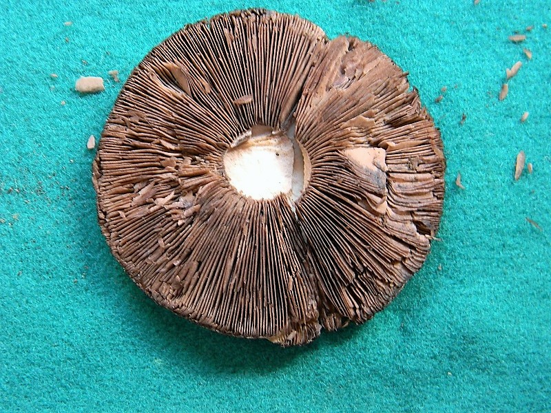 26)Trovato sotto bosco misto di latifoglia il 15.09.2018 ultimo del 15.09.