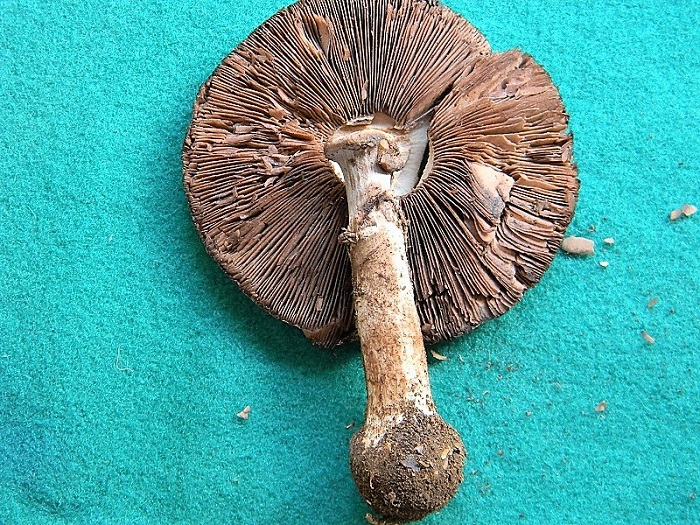 26)Trovato sotto bosco misto di latifoglia il 15.09.2018 ultimo del 15.09.