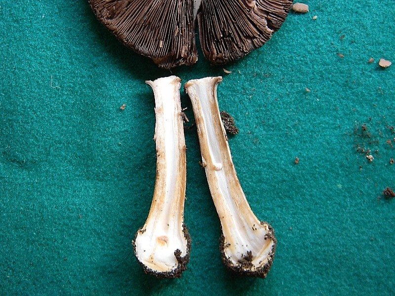 26)Trovato sotto bosco misto di latifoglia il 15.09.2018 ultimo del 15.09.