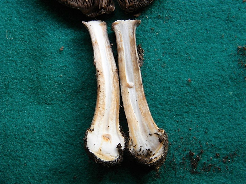 26)Trovato sotto bosco misto di latifoglia il 15.09.2018 ultimo del 15.09.