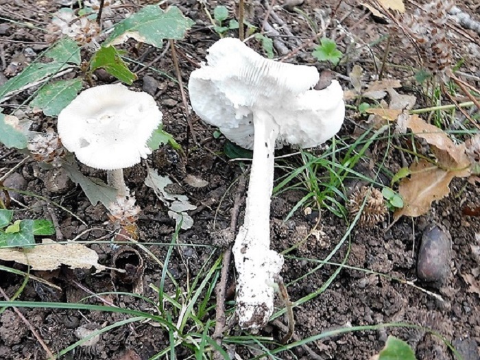 1)Fotogr.11.10.2019 sotto Quercia